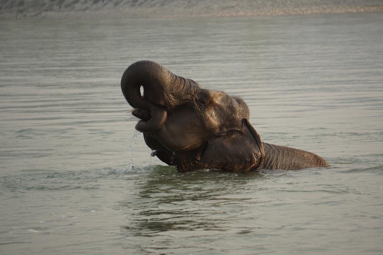Tiger Tops Tharu Lodge Chitwan Ngoại thất bức ảnh