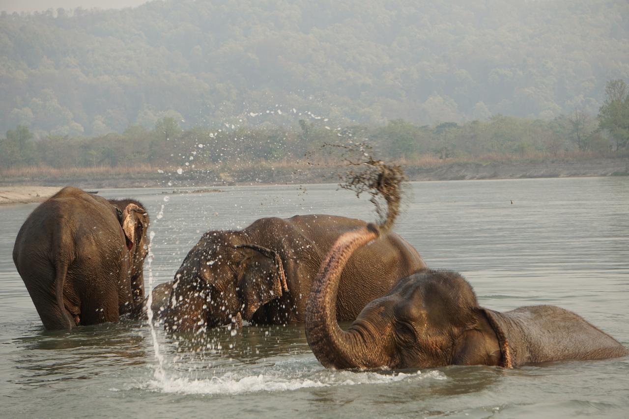 Tiger Tops Tharu Lodge Chitwan Ngoại thất bức ảnh