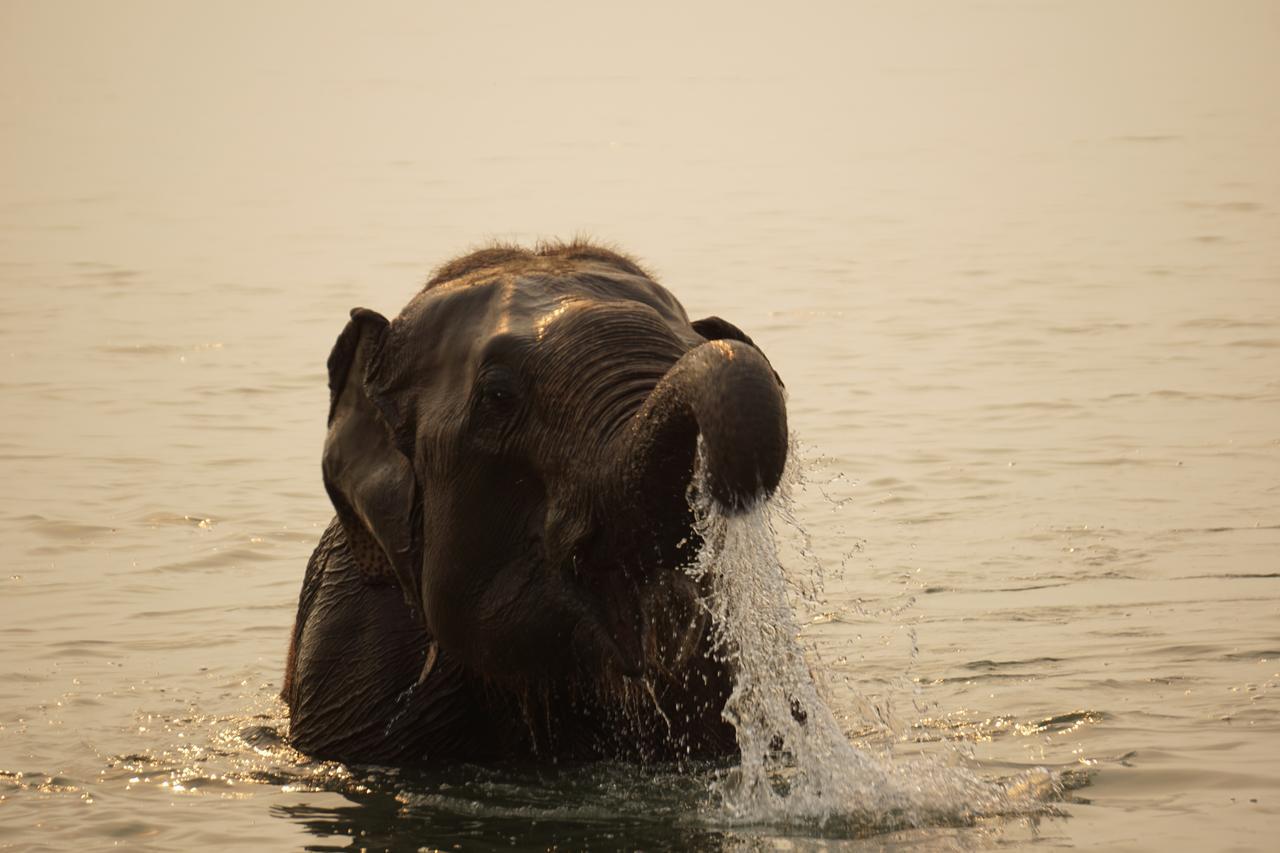 Tiger Tops Tharu Lodge Chitwan Ngoại thất bức ảnh