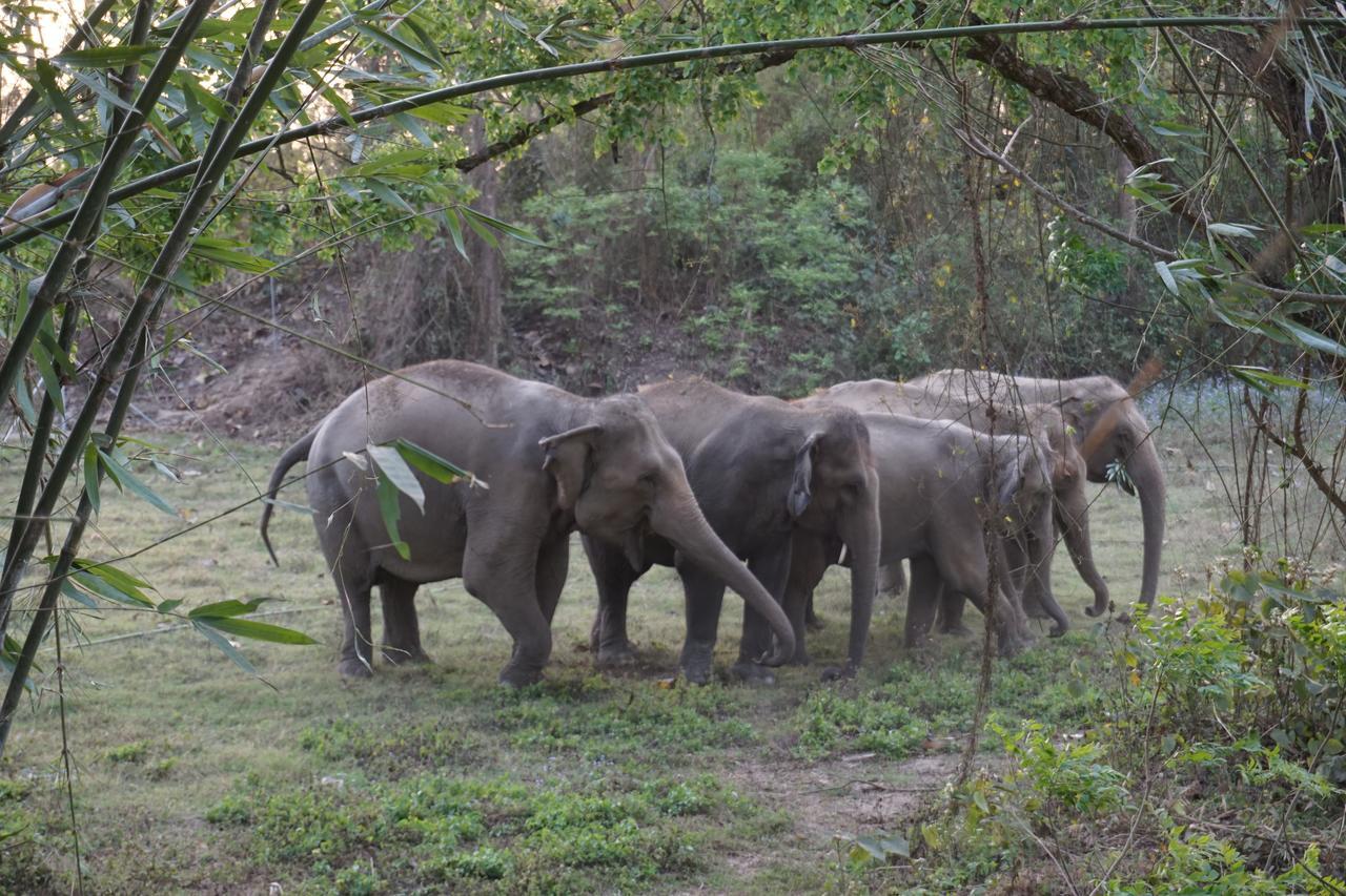 Tiger Tops Tharu Lodge Chitwan Ngoại thất bức ảnh