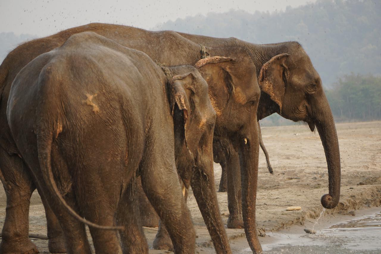 Tiger Tops Tharu Lodge Chitwan Ngoại thất bức ảnh