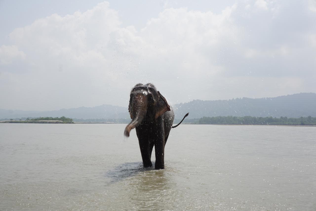 Tiger Tops Tharu Lodge Chitwan Ngoại thất bức ảnh