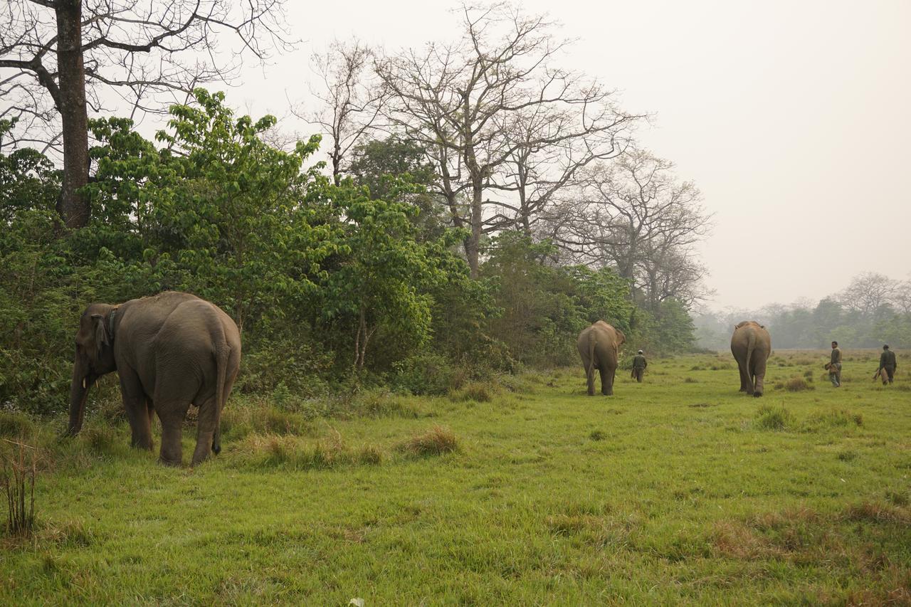 Tiger Tops Tharu Lodge Chitwan Ngoại thất bức ảnh