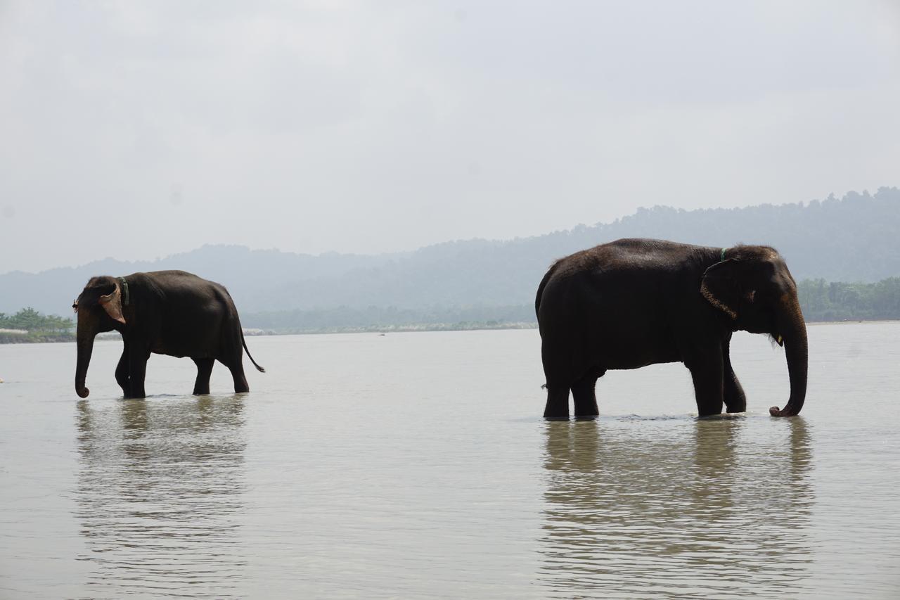 Tiger Tops Tharu Lodge Chitwan Ngoại thất bức ảnh