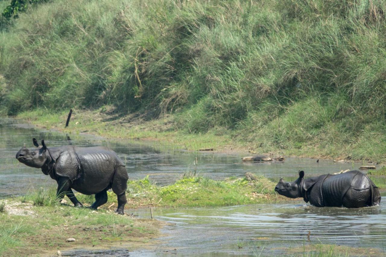 Tiger Tops Tharu Lodge Chitwan Ngoại thất bức ảnh