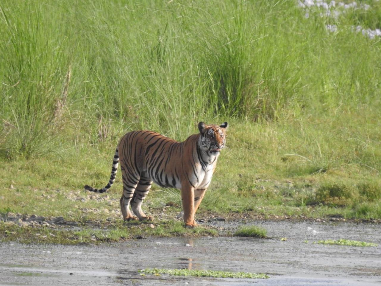 Tiger Tops Tharu Lodge Chitwan Ngoại thất bức ảnh