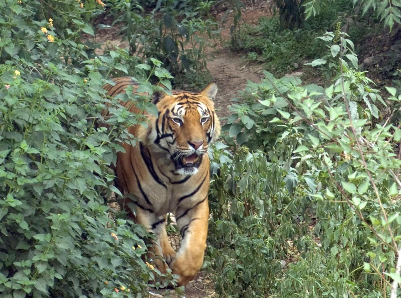 Tiger Tops Tharu Lodge Chitwan Ngoại thất bức ảnh