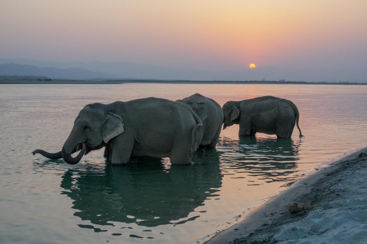 Tiger Tops Tharu Lodge Chitwan Ngoại thất bức ảnh