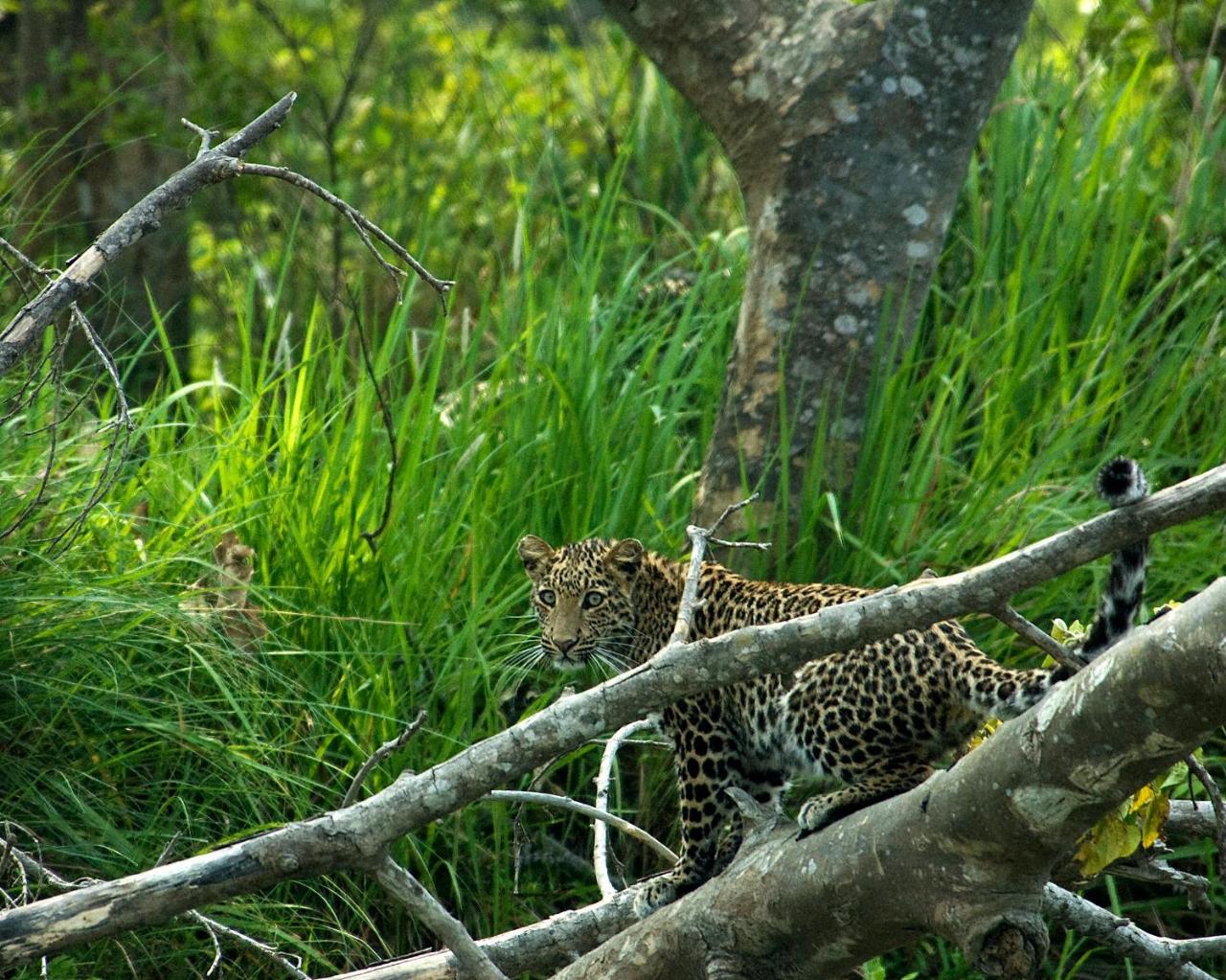 Tiger Tops Tharu Lodge Chitwan Ngoại thất bức ảnh